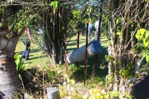 This log was rescued by Neville Anderson and is fully operational with tetragonula carbonaria
