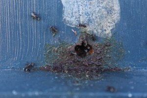 Tetragonula carbonaria – coming and going from their hive